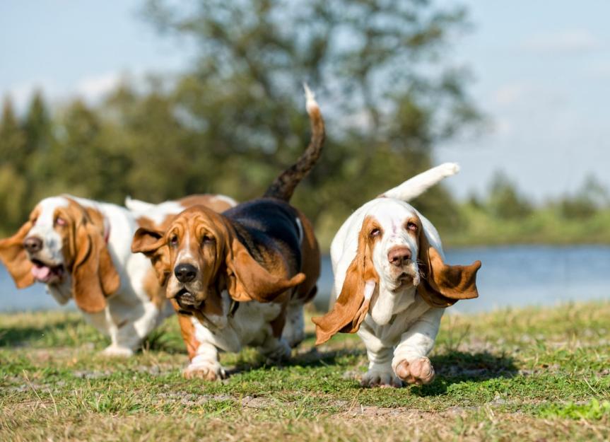 Basset Hound Dog Breed Health and Care | PetMD