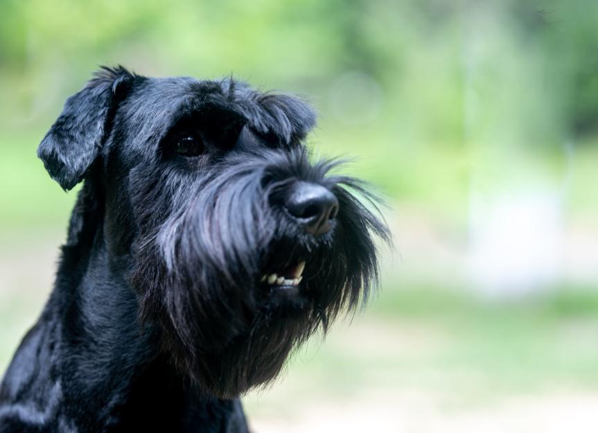are schnauzer terriers