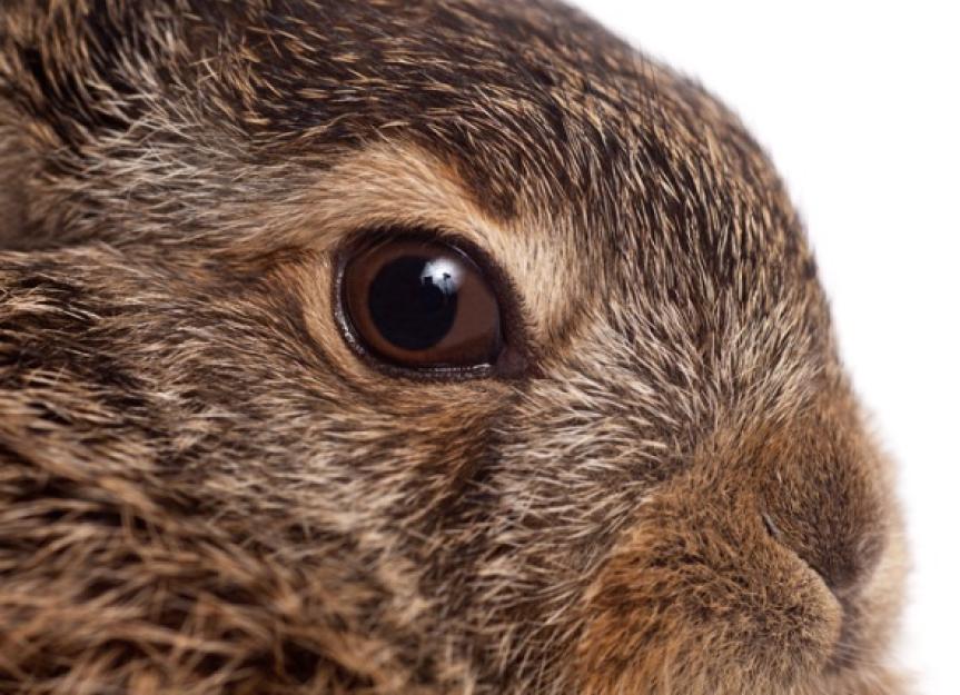 Abnormal Flow of Tears Due to Nasal Duct Blockage in Rabbits