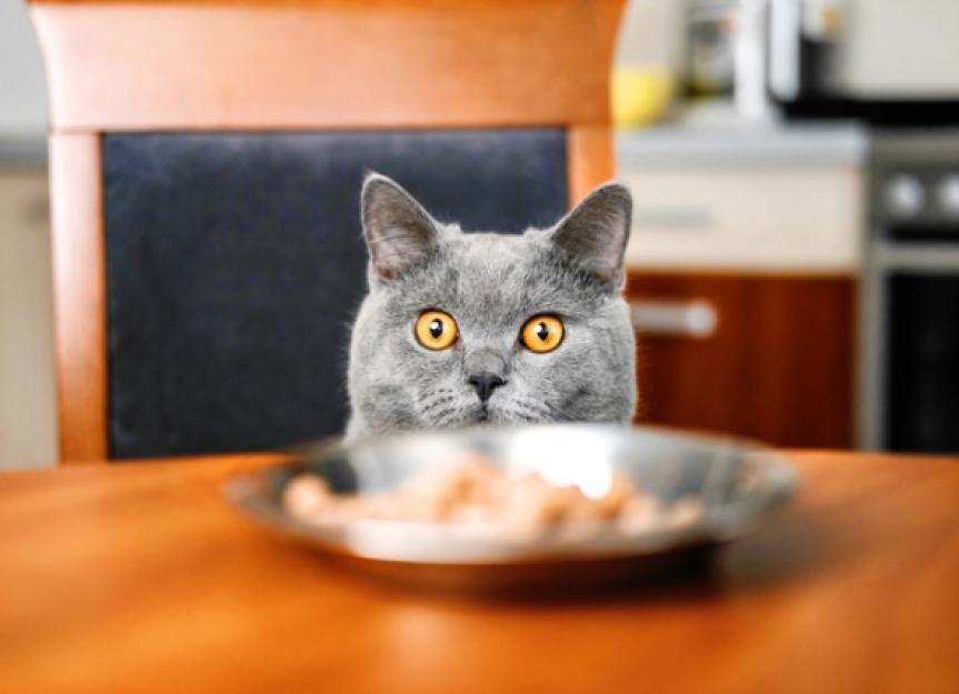 Can Cats Eat Turkey? | PetMD