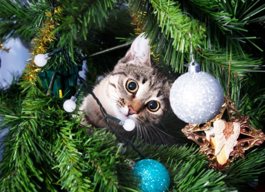 如何保持猫的圣诞树