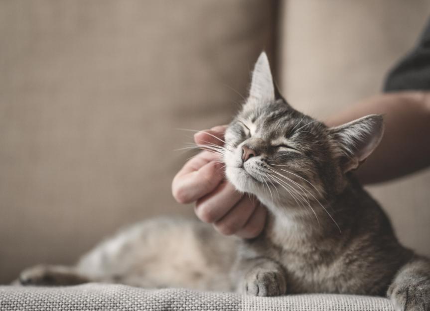 Top 5 Tips for a Healthy Cat