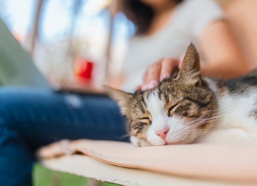 Chronic Vomiting in Cats PetMD