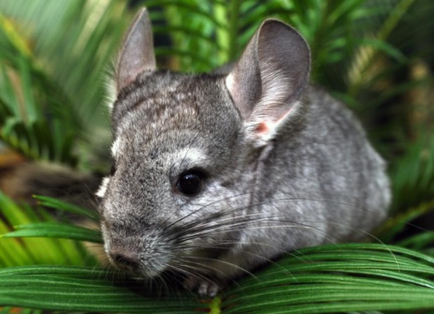 Abscesses in Chinchillas