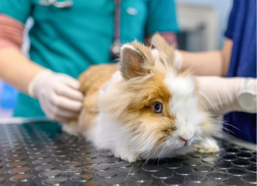 Sinus Infections in Rabbits | PetMD