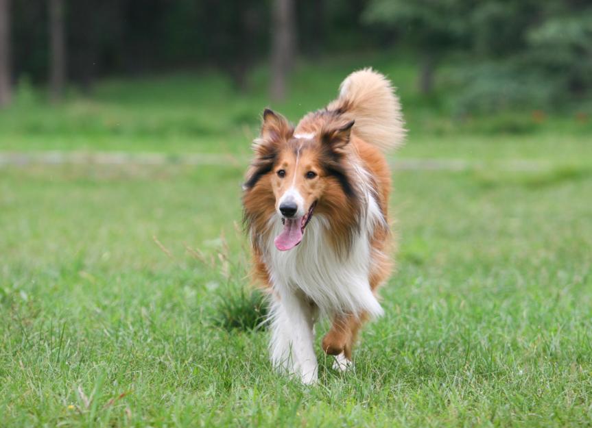 can i give my rough collie fish oil for humans