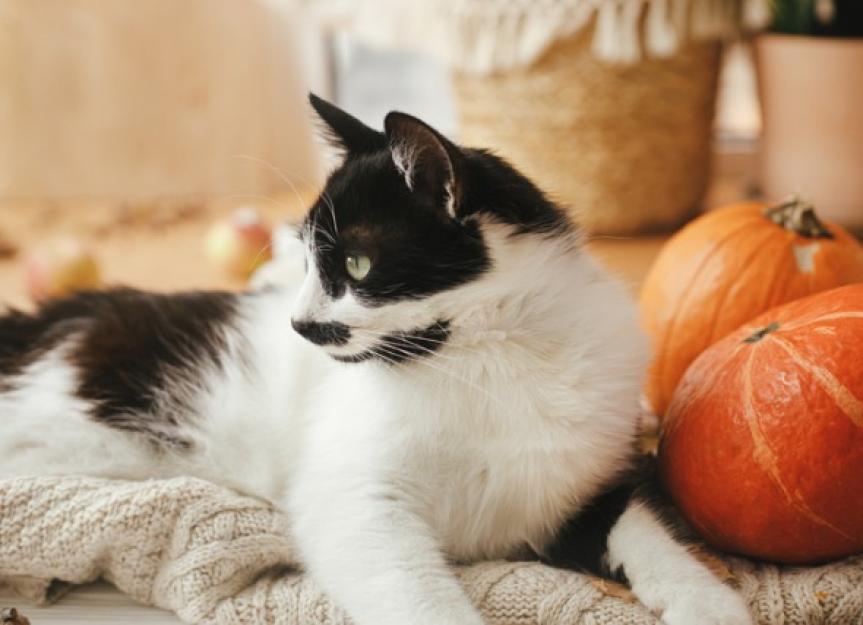 Pumpkin for constipated cat hotsell