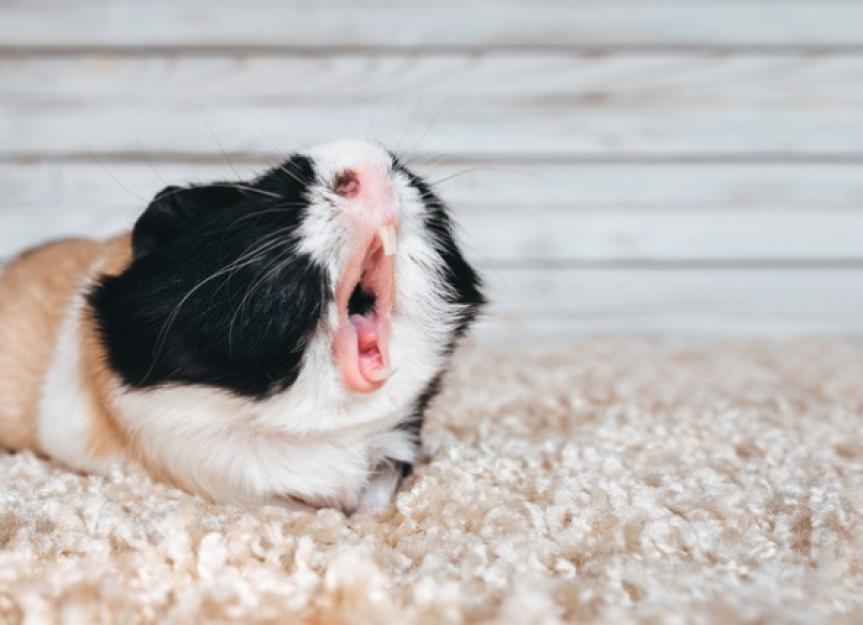 Dental Diseases in Guinea Pigs PetMD