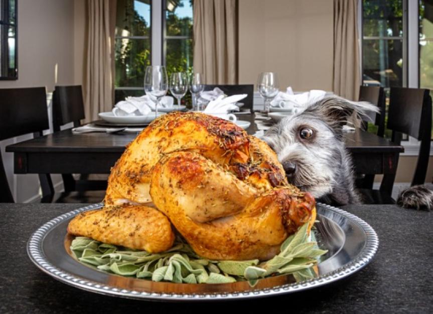 Can Dogs Eat Turkey? - PetMD
