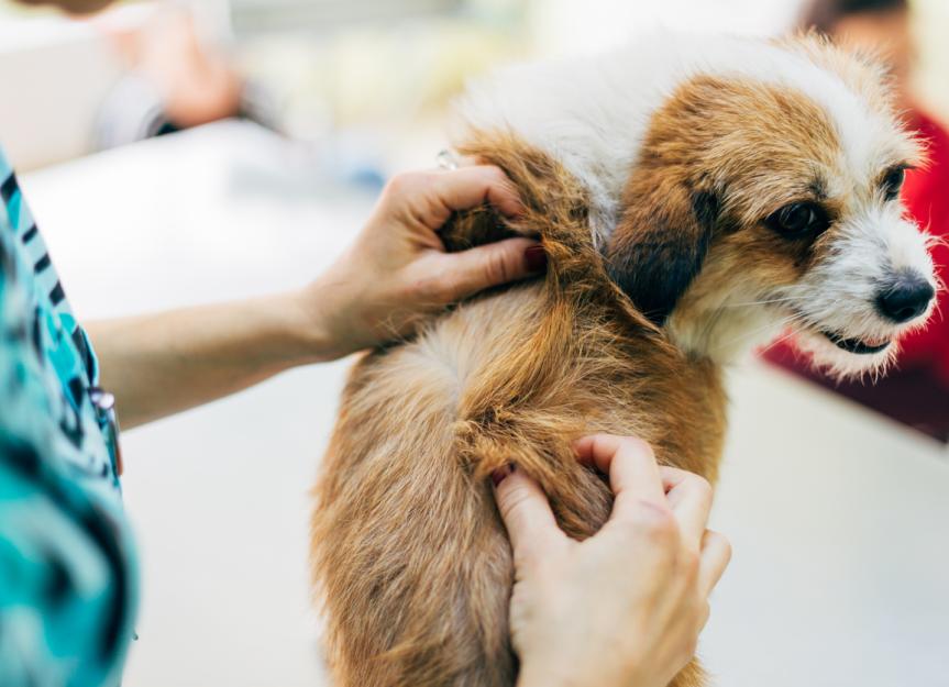 Walking Dandruff in Dogs PetMD
