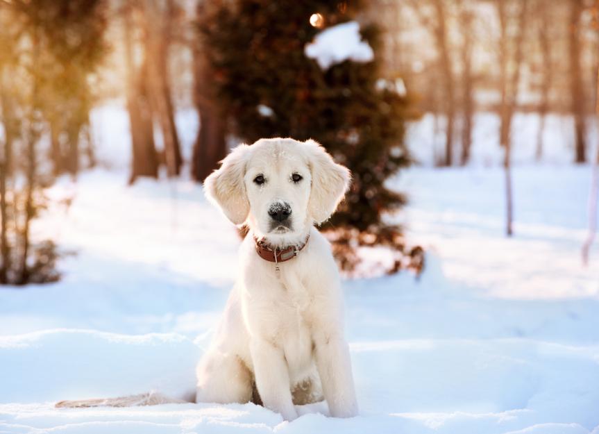 Frostbite in Dogs | PetMD