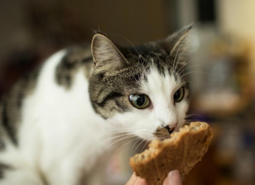 Can Cats Taste Sweet Things?
