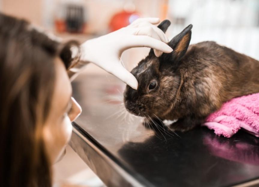 Pneumonia in Rabbits