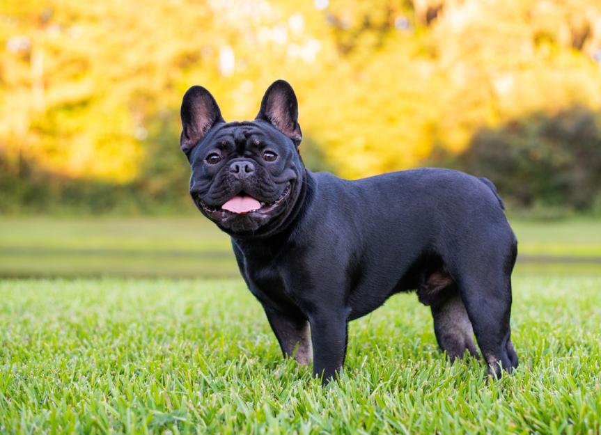 is a french bulldog a good family dog?