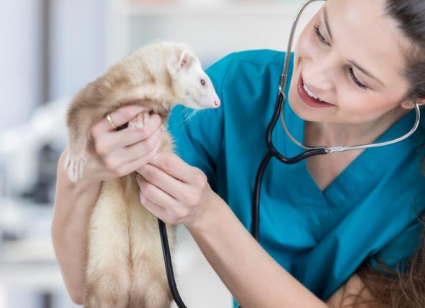 Fungal Infection (Ringworm) in Ferrets
