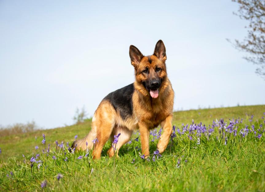 German Shepherd Dog Breed Health and Care | PetMD