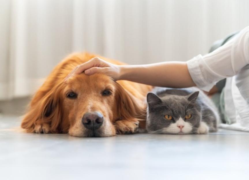 Euthanizing Pets at Home: Cost and What to Expect