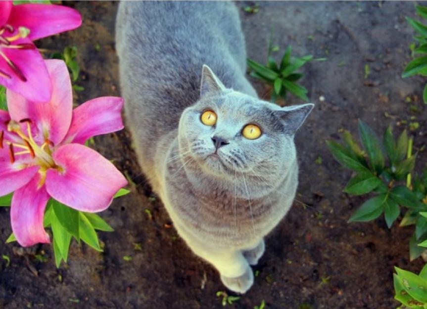 Lily Poisoning in Cats