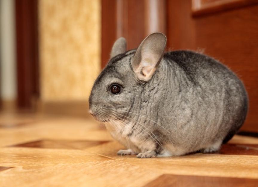 Stomach Ulcers in Chinchillas