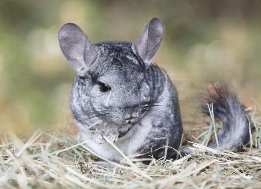 what temperature is too hot for a chinchilla