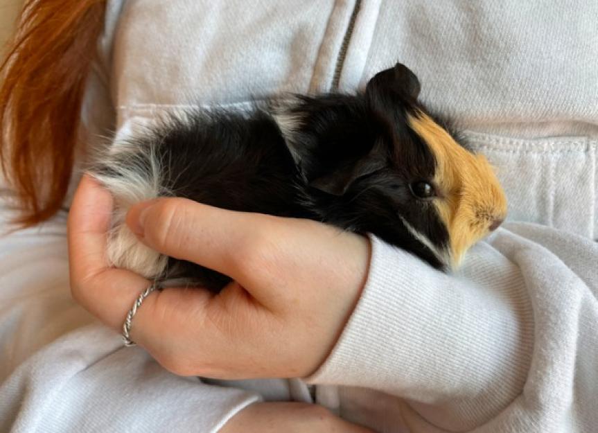 Antibiotic Toxicity in Guinea Pigs PetMD