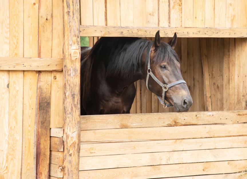 Encephalitis in Horses