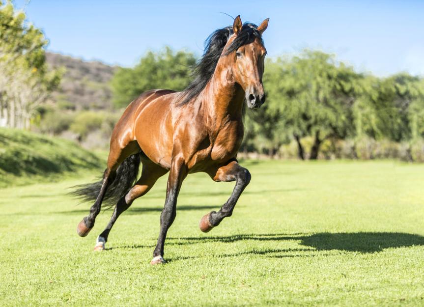 Polysaccharide Storage Myopathy (PSSM) in Horses
