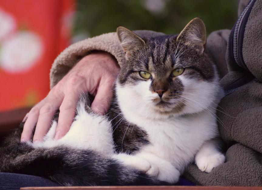 Nutritional Needs of Older Cats | PetMD