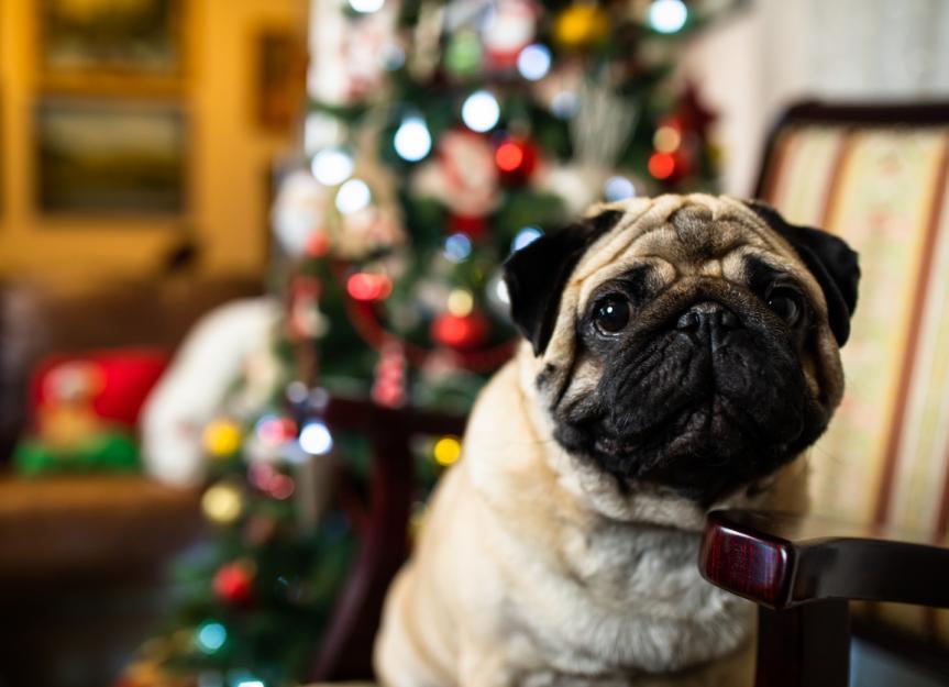 How Can I Protect My Christmas Tree From My Dog? PetMD