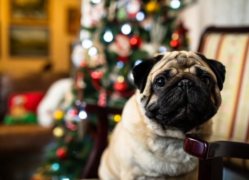 如何保护我的圣诞树不被狗咬伤?