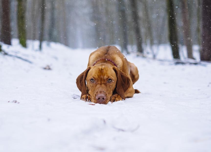How Cold Is Too Cold for Your Dog? PetMD