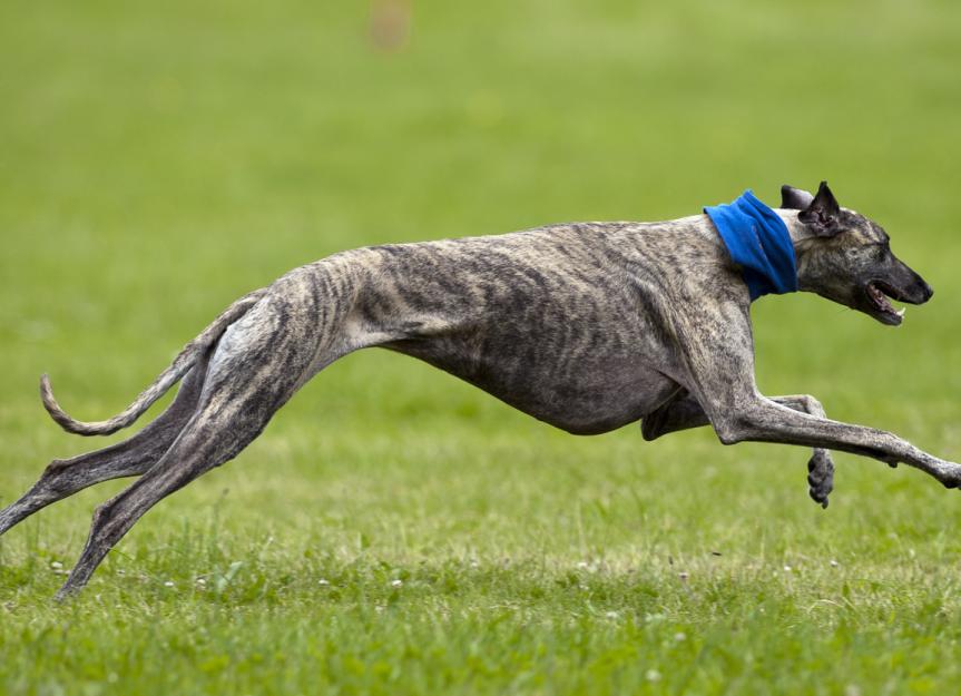 Greyhound dog breed health and care petmd