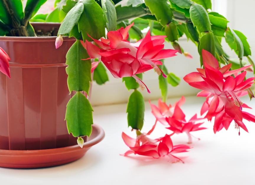 Is a Christmas Cactus Poisonous to Dogs?