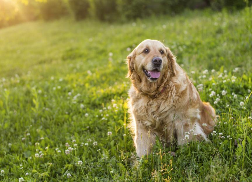 8 Best Joint Supplements For Dogs PetMD 8 Best Joint Supplements For Dogs PetMD