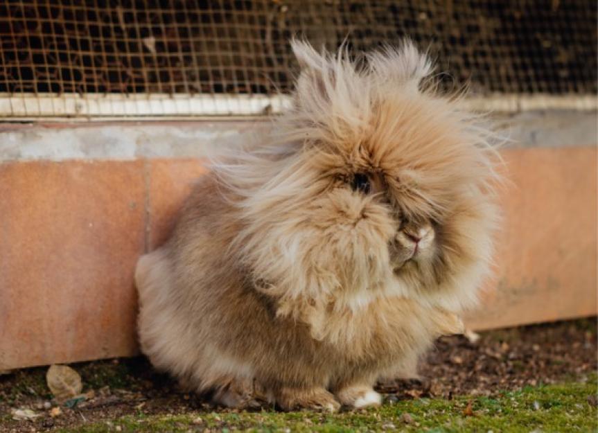 兔子胃里的毛发和毛球