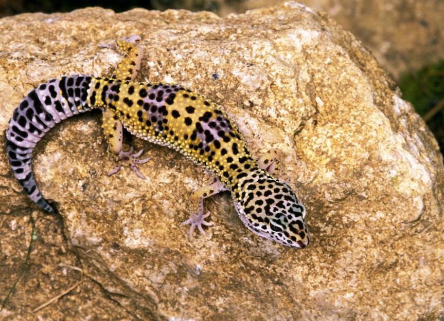 How Long Do Leopard Geckos Live? | PetMD