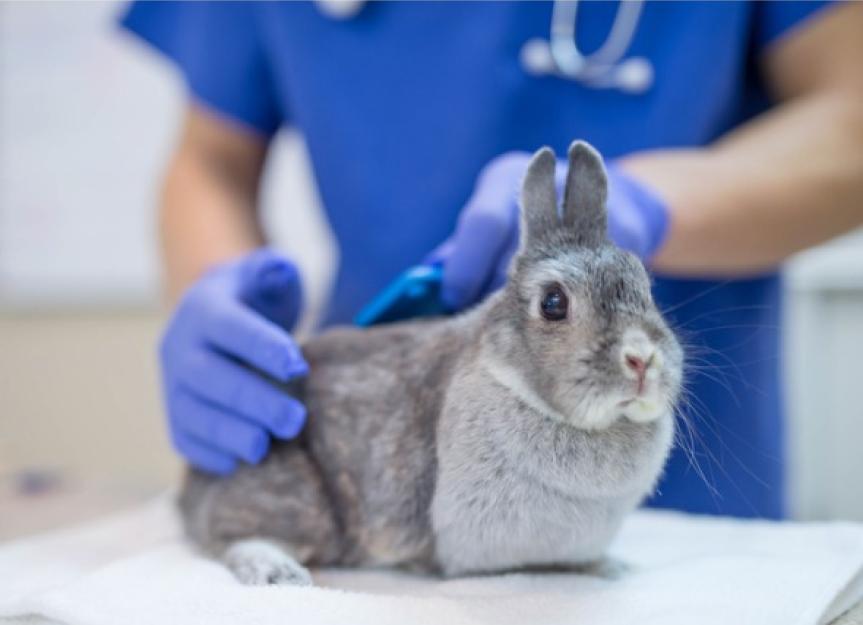 Vaginal Discharge in Rabbits