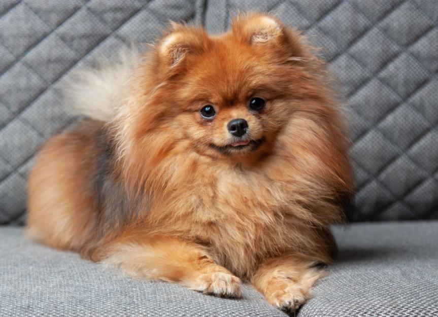 Pomeranian Dog Breed Health and Care | PetMD