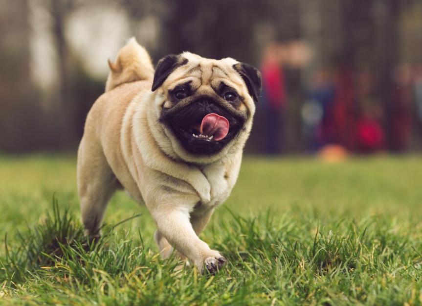 are pugs good dogs for a family
