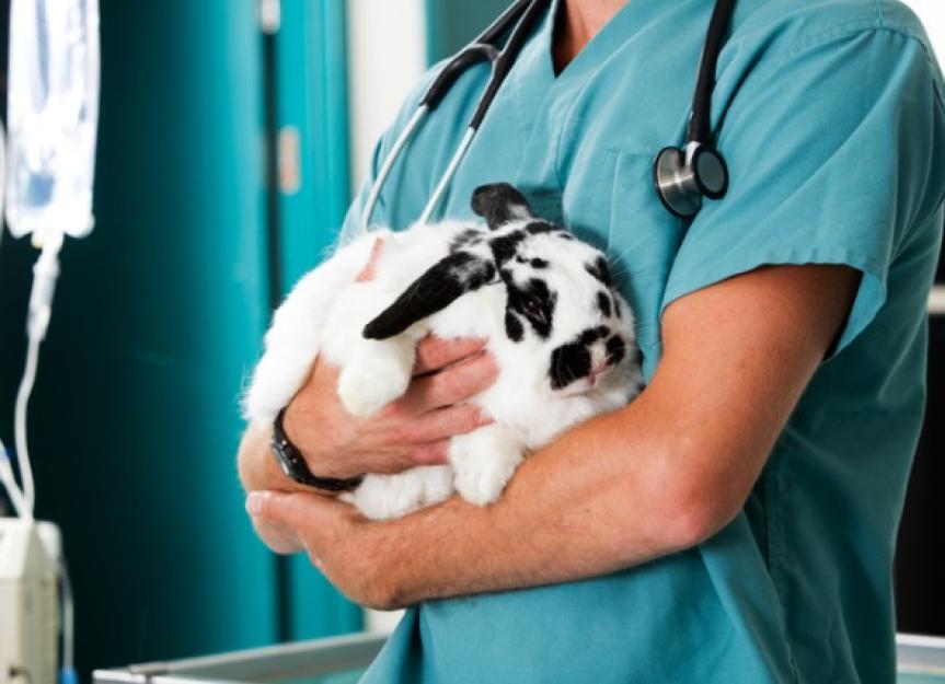 肺肿瘤和肺癌的兔子
