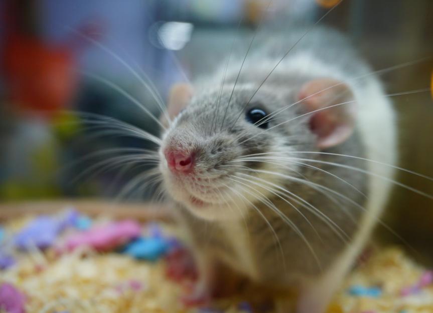 10宠物鼠的行为及其含义
