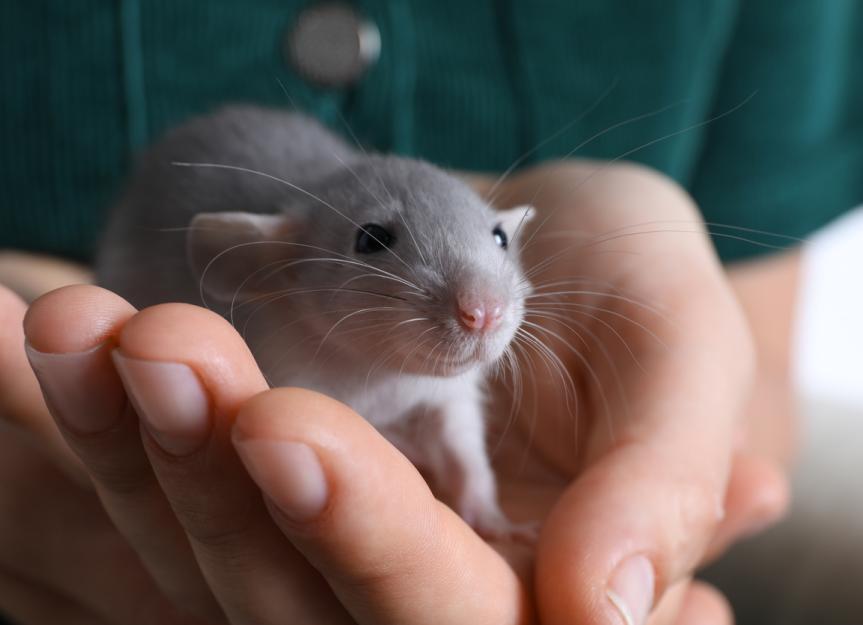 Kidney Disease in Rats