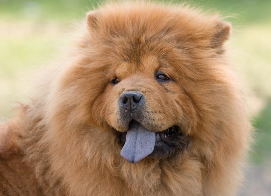 Chow Chow | PetMD