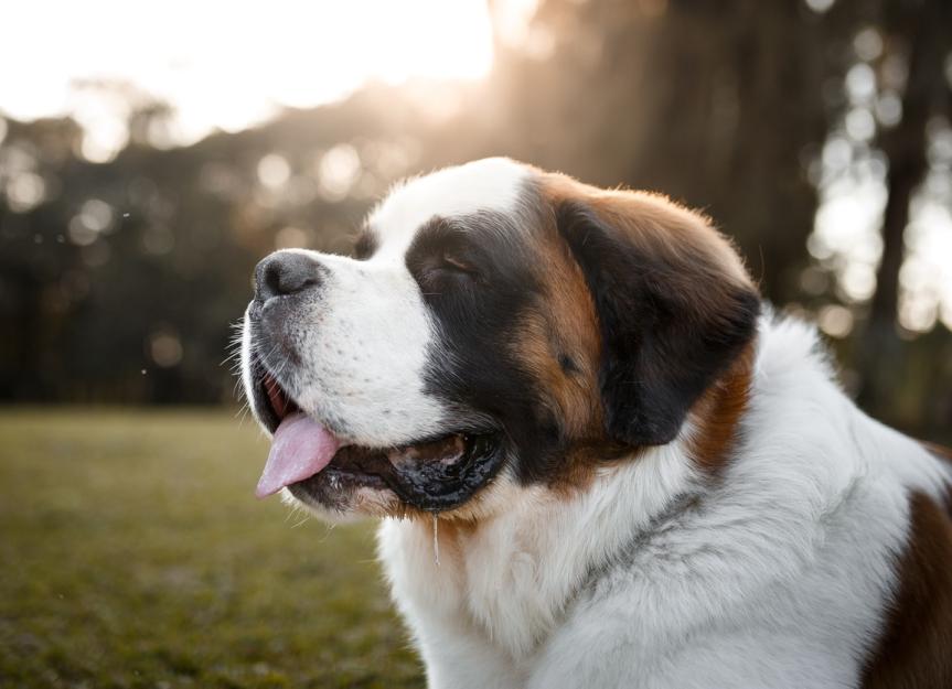 Saint Bernard Dog Breed Health and Care PetMD