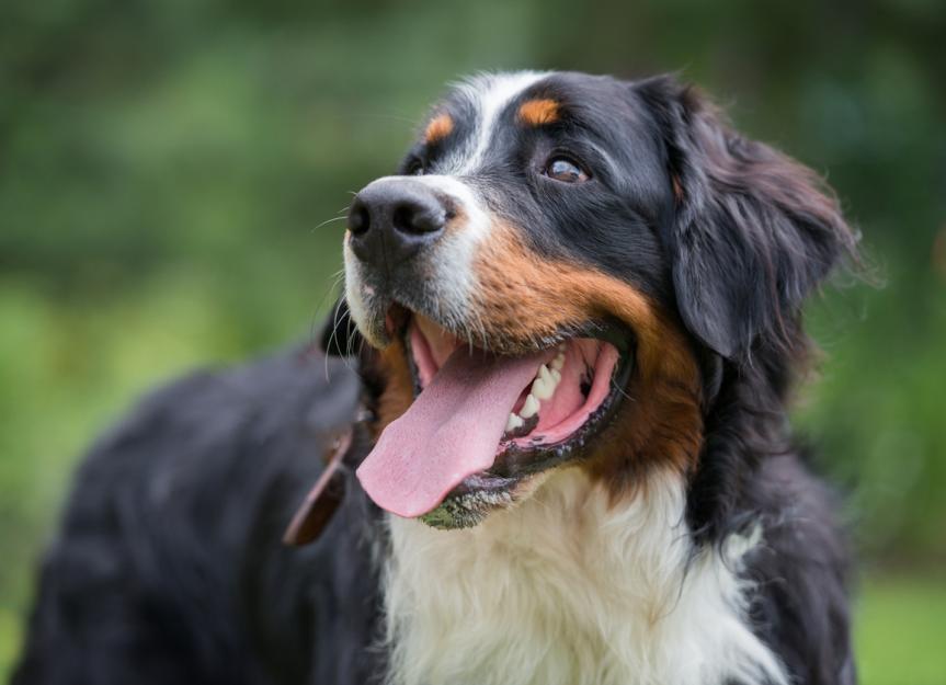 Bernese Mountain Dog | PetMD
