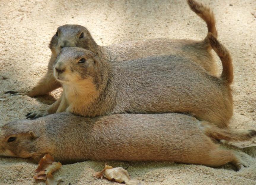 Cancers and Tumors in Prairie Dogs