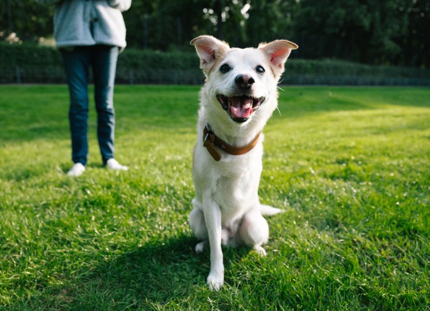 What to Know: Adopting a Tripod Dog