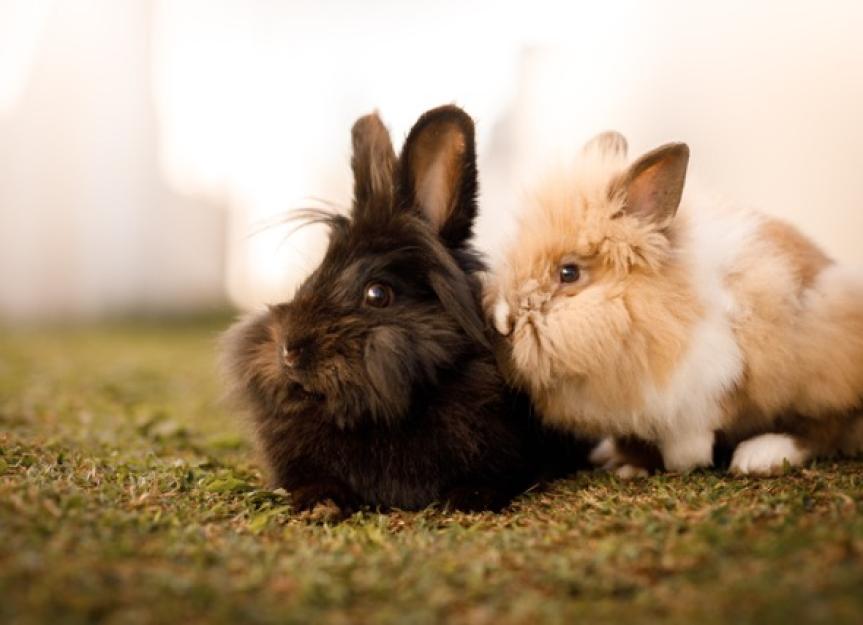 Degenerative Joint Disease (DJD) in Rabbits