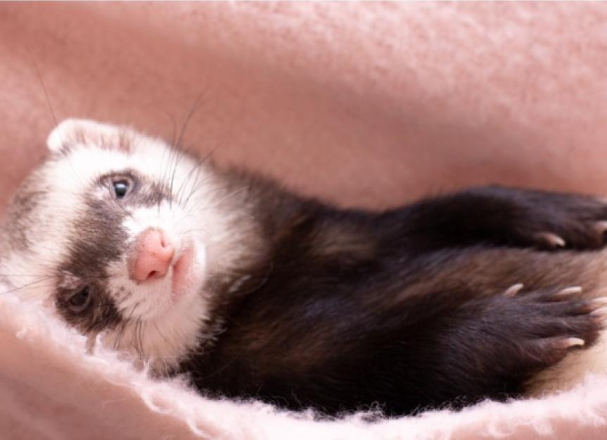 Viral Infection (ECE) in Ferrets