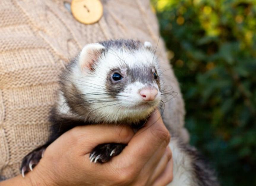 weakening-of-the-heart-in-ferrets-petmd